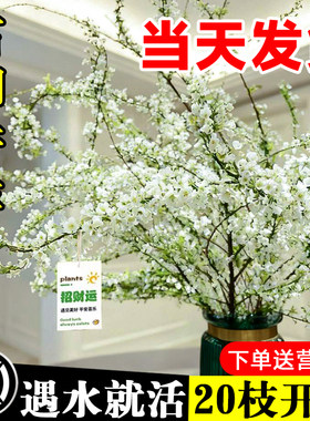 雪柳干枝鲜枝水养插花水培植物鲜花卉室内盆栽带花苞绿植龙柳好活