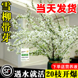 雪柳干枝鲜枝水养插花水培植物鲜花卉室内盆栽带花苞绿植龙柳好活