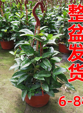 球兰花盆栽大苗绿植吊兰阳台庭院花卉植物开花好养易活室内飘香藤