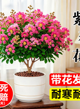 紫薇花树苗盆栽百日红花卉室内桌面盆景阳台庭院绿化植物四季花苗