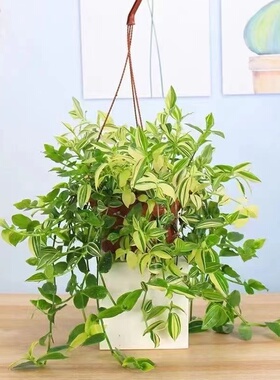 青白玉油画吊兰水培土培懒人好养活室内阳台绿植吊兰盆栽花卉植物
