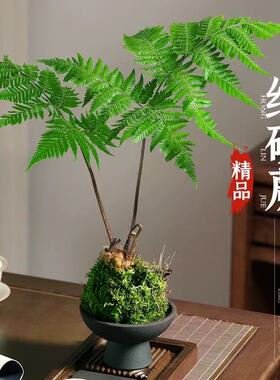 盆景植物红磷蕨类耐阴新球苔藓蕨蕨一叶禅意绿植盆栽中式室内水培