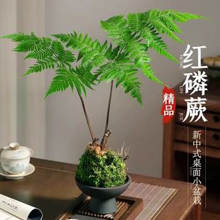 盆景植物红磷蕨类耐阴新球苔藓蕨蕨一叶禅意绿植盆栽中式室内水培