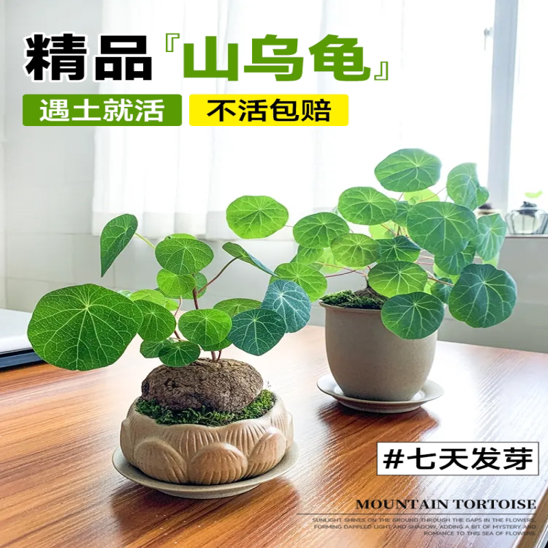 山乌龟爬藤植物盆栽室内红藤圆叶金不换阳台花园多肉块根花卉水培
