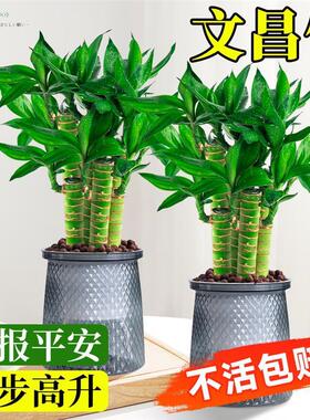 文昌竹4枝金榜题名桌面绿植富贵竹盆栽招财竹子步步高升室内植物