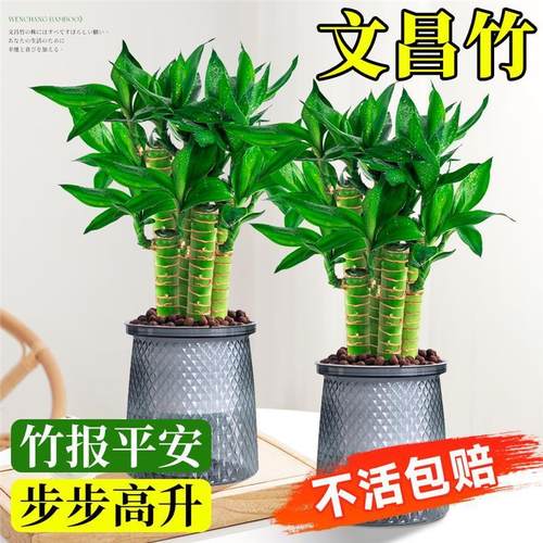 文昌竹4枝金榜题名桌面绿植富贵竹盆栽招财竹子步步高升室内植物