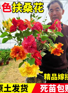 扶桑花盆栽重瓣多色带花苞朱槿室内阳台庭院四季花卉绿植木槿树苗