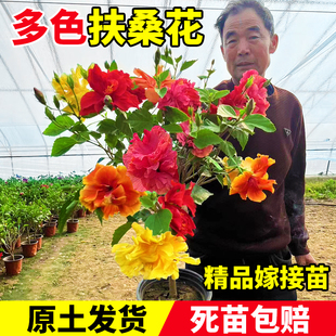 扶桑花盆栽重瓣多色带花苞朱槿室内阳台庭院四季花卉绿植木槿树苗