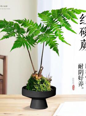 红磷蕨苔藓球蕨类水培植物盆栽一叶蕨室内耐阴新中式禅意盆景绿植
