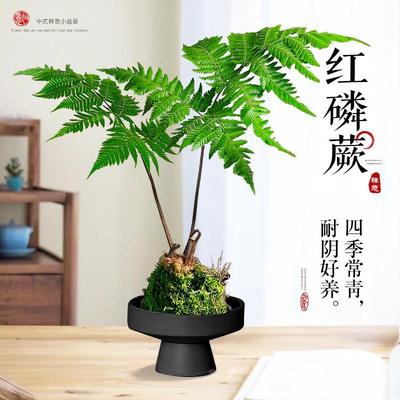 红磷蕨苔藓球蕨类水培植物盆栽一叶蕨室内耐阴新中式禅意盆景绿植
