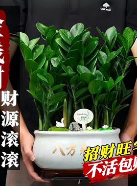 绿植大棵室内圆叶摆件客厅水培树发财树旺宅花卉盆栽金钱植物招财