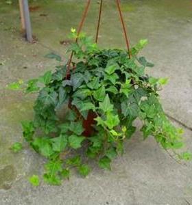 常春藤吊兰篮植物盆栽常青藤花卉装修房室内绿植