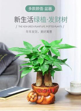 发财树小盆栽花卉金钱树办公室内吸甲醛绿萝富贵竹水培绿植物客厅