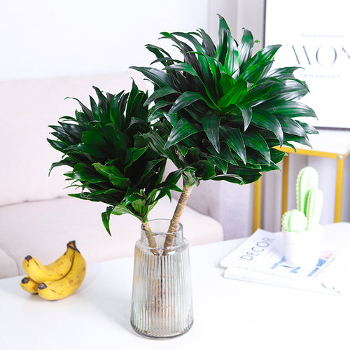 水培植物太阳神阿波罗密叶朱焦龙血数桌面ins北欧风水养植物盆栽