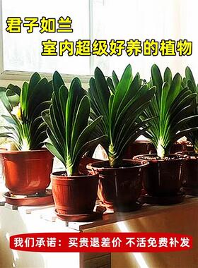 精品君子兰盆栽带花苞客厅十大名贵花卉植物室内易活四季兰花小苗