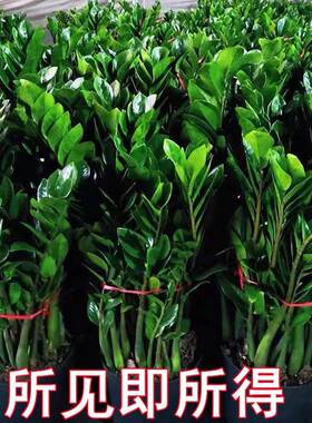 金钱树盆栽植物室内花卉客厅四季常青好养绿植大摇钱串子小发财树