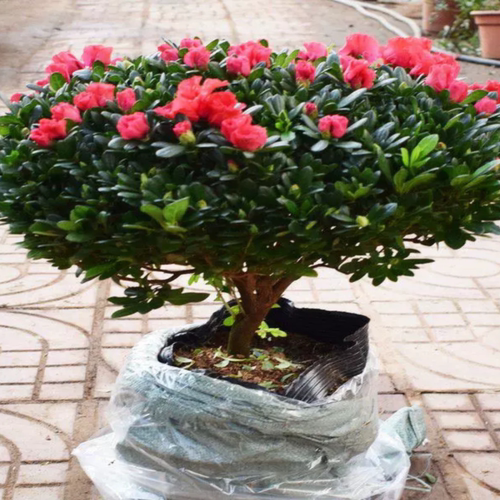 杜鹃花盆栽开花四季常青室内室外阳台花卉绿植盆景净化空气
