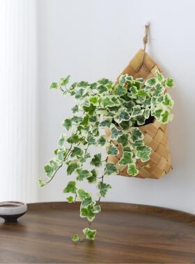 雪莹常春藤植物盆栽室内客厅好养绿植懒人办公室桌面编织挂件盆景