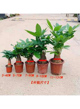 发财树小盆栽树苗室内植物办公室桌面招财树盆景四季常青易活绿植