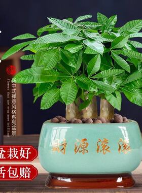发财树盆栽招财花卉绿植物室内客厅盆栽大金钱树小盆景三杆步步高
