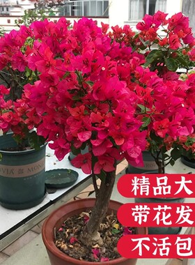 三角梅重瓣盆栽带花苞老桩特大号四季花卉精品梅花树苗爬藤年宵花