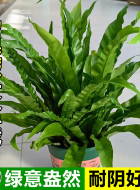鸟巢蕨盆栽室内好养多肉植物耐寒耐旱桌面盆栽净化空气