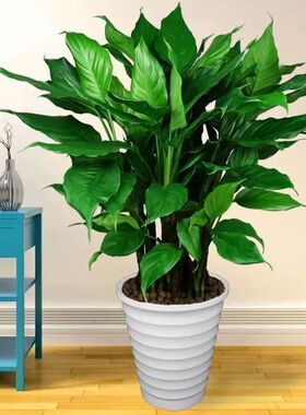 万年青盆栽客厅卧室办公室绿植土培水培植物桌面摆放落地四季常青