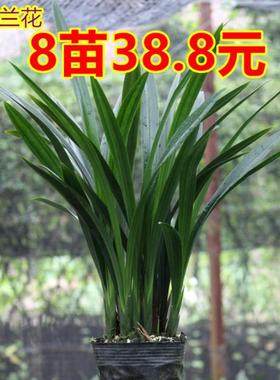 兰花苗墨兰企黑办公室阳台客厅绿植盆栽