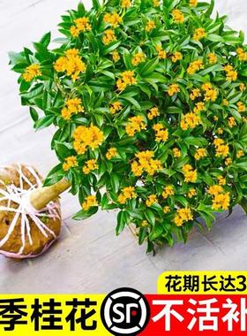 桂花树苗四季桂盆栽可食用开花不断室内阳台庭院浓香型花卉植物