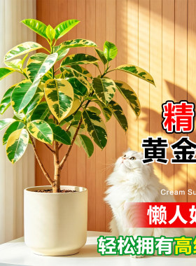 黄金榕绿植花叶橡皮树富贵榕盆栽室内高级感植物客厅盆景招财好养