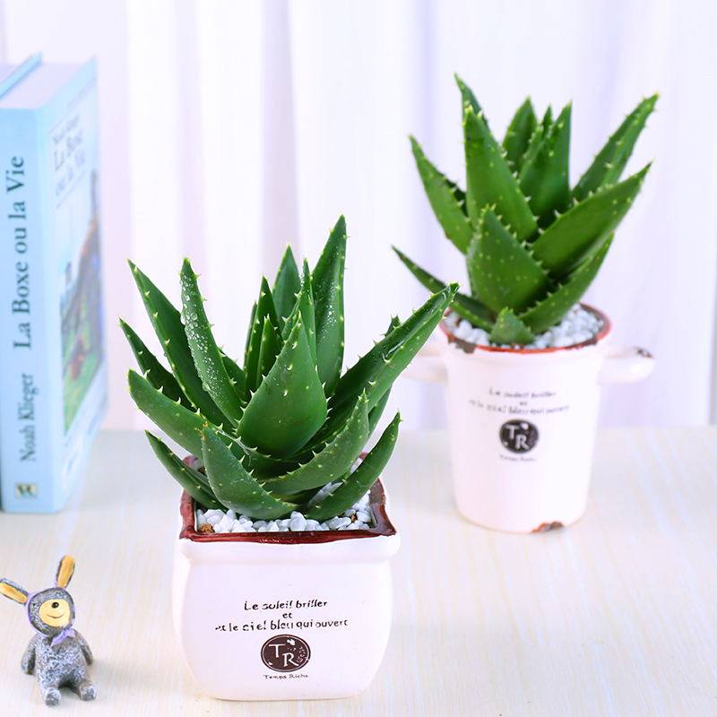 不夜城芦荟苗盆栽绿植物办公卧室内好养花卉包邮