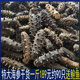 送鲍鱼大连野生海参干货一斤500g海生海参特价 海渗辽参海参礼盒