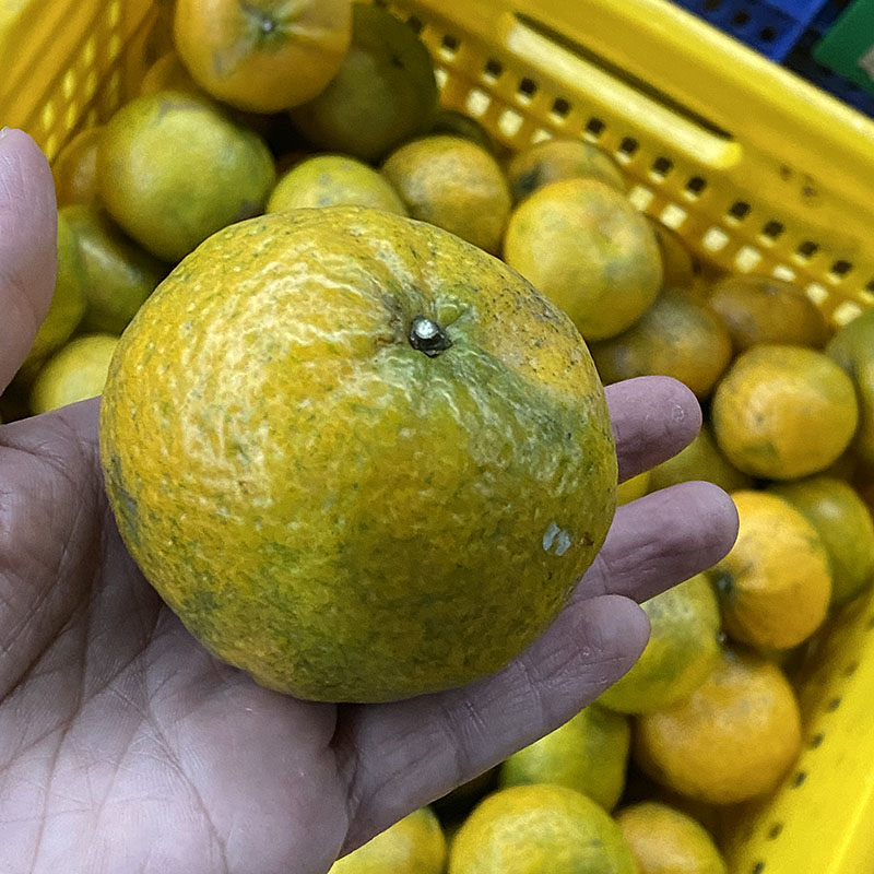 2022年【三江产区】正宗新会茶枝柑原枝圈枝二红皮送布袋