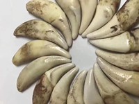 狗牙黑狗牙藏獒牙仿狼牙紋牙文玩項鏈吊墜