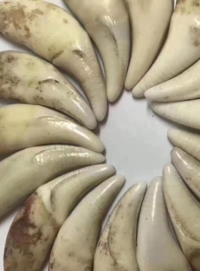 狗牙黑狗牙藏獒牙仿狼牙纹牙文玩项链吊坠