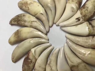 狗牙黑狗牙藏獒牙纹牙文玩项链吊坠