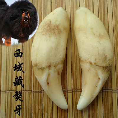 藏獒牙 黑狗牙 狼狗牙 项链吊坠 男女儿童