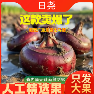 广东乐昌北乡马蹄新鲜荸荠特大果5斤装现挖农家批鲜地梨地栗当季