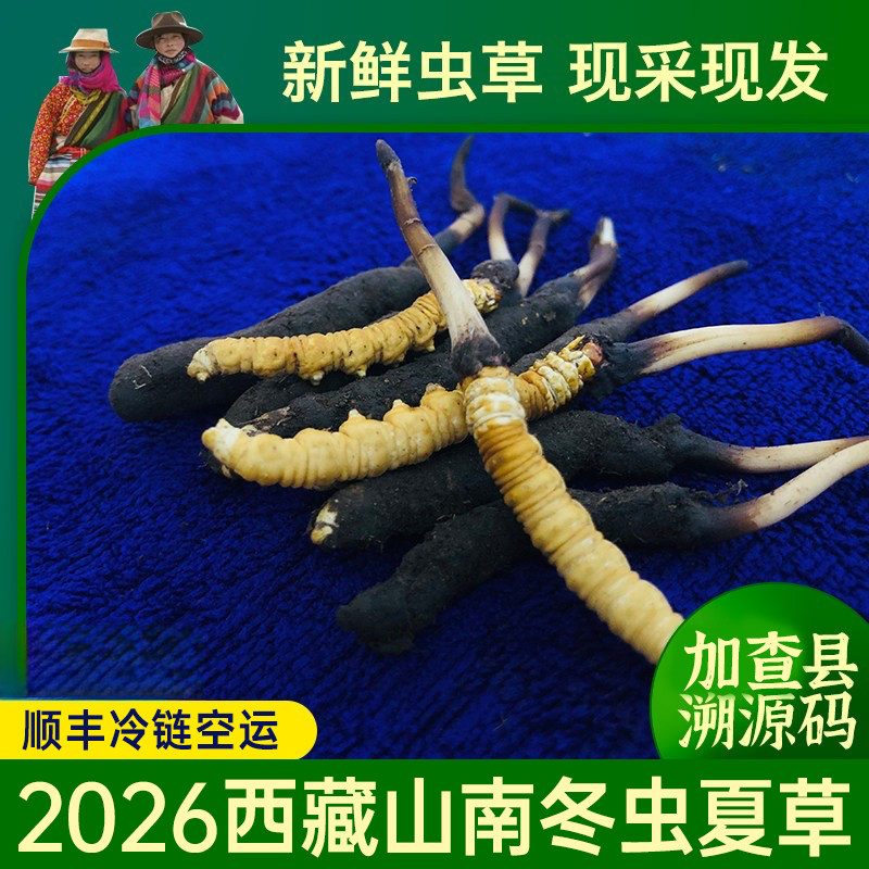 2026山南加查冬虫夏草礼盒秒发