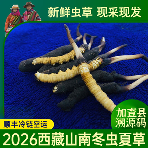 2026山南加查冬虫夏草礼盒秒发