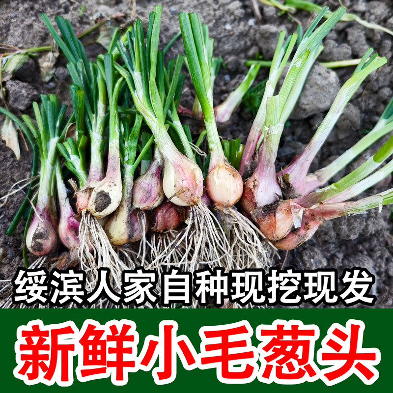 黑龙江农家自种新鲜现挖小毛葱头