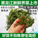 费现挖齐菜水荠菜山野菜 东北纯野生荠荠菜新鲜带根荠菜野菜4件 免邮