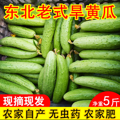 降价啦！黑龙江好吃老品种旱黄瓜
