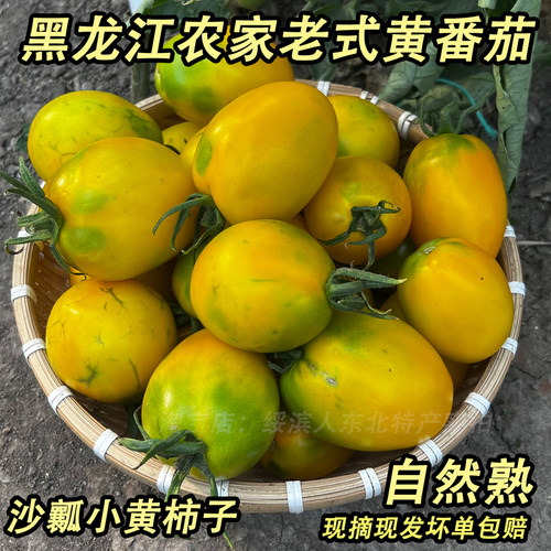 降价啦！黑龙江老品种沙瓤小黄柿