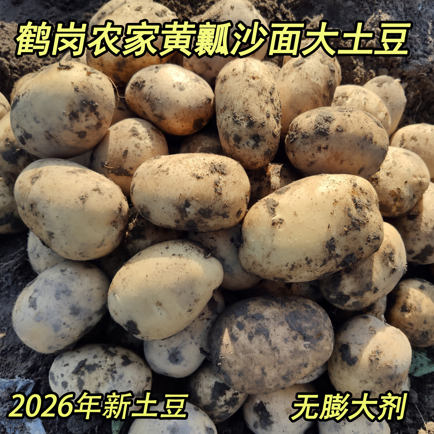 2026新土豆无膨大剂农家肥沙面