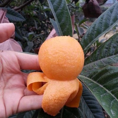 无核砂糖枇杷苗特大枇杷树苗白沙枇杷果苗树嫁接南方北方四季种植