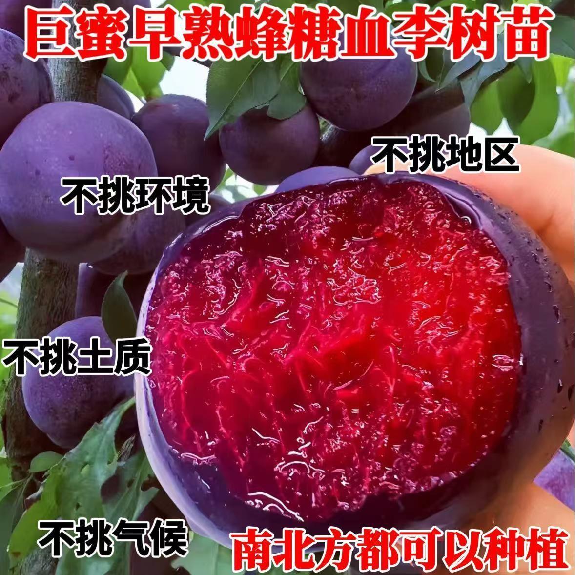 新品种特大蜂糖血李子树苗地栽超甜嫁接当年结果南北方种植盆栽