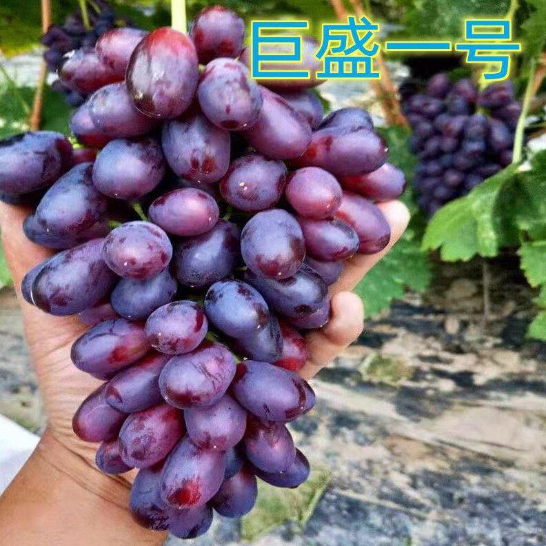 新品种巨盛一号葡萄苗南北方种植早熟无核葡萄树苗特大当年结果苗