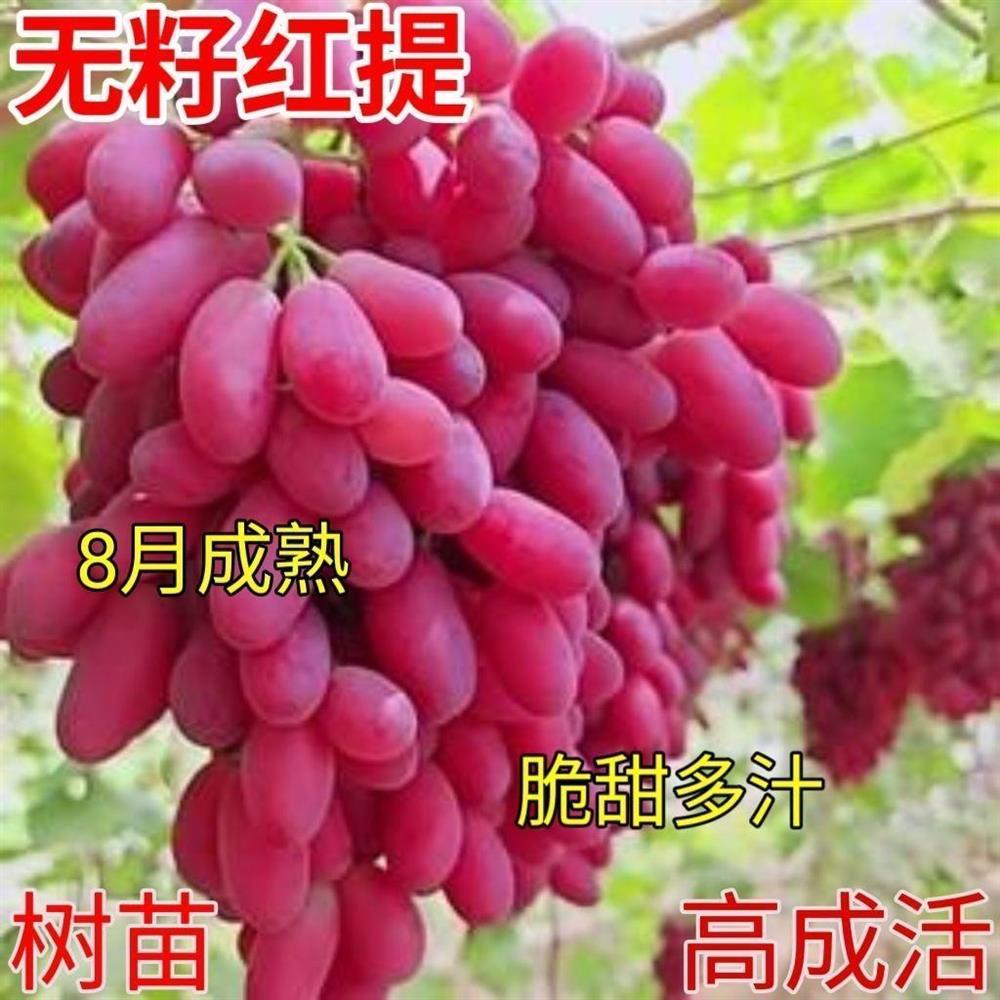 红提葡萄苗无籽树耐寒旱子