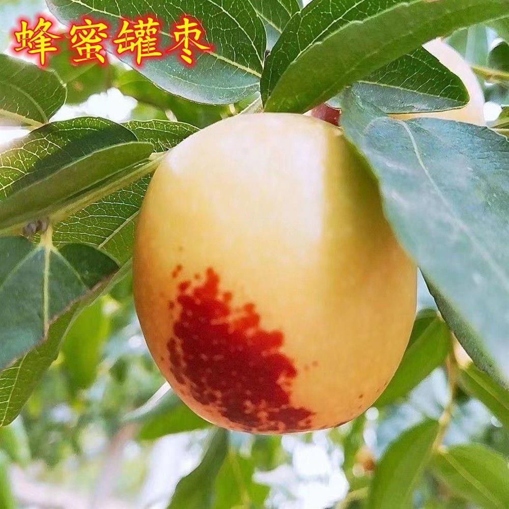 蜂蜜罐枣树苗嫁接正宗枣子树苗特大脆甜当年结果南北方种植果树苗